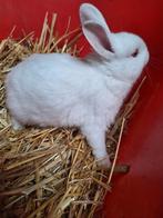 konijntjes, Dieren en Toebehoren, Geslacht onbekend, Klein, 0 tot 2 jaar