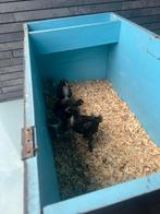 3 Maran kuikens, Geslacht onbekend, Kip