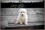 Zwitserse Witte Herder pups, Dieren en Toebehoren, CDV (hondenziekte), Meerdere, 8 tot 15 weken, Herder