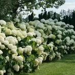 Hortensia's, Tuin en Terras, Planten | Tuinplanten, Ophalen of Verzenden, Herfst