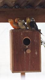 Roodruggen, Dieren en Toebehoren, Vogels | Parkieten en Papegaaien, Parkiet, Geringd