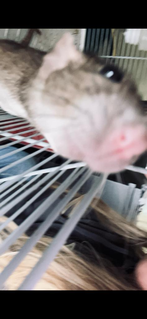 2 ratjes te koop, Dieren en Toebehoren, Knaagdieren, Vrouwelijk, Rat, Juni, Tam