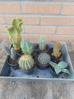 planten, Tuin en Terras, Ophalen of Verzenden, Vaste plant, Overige soorten, Volle zon