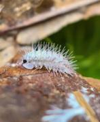 Laureola sp. ‘Ivory Spiky’, Dieren en Toebehoren, Insecten en Spinnen, Overige soorten
