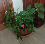 Plante impatiente, Ophalen