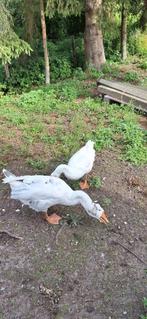 ganzen, Dieren en Toebehoren, Pluimvee, Meerdere dieren, Gans of Zwaan