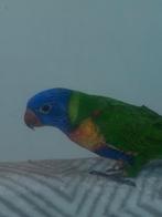 Lori van de blauwe berg heel tammet dna, Dieren en Toebehoren, Vogels | Parkieten en Papegaaien, Tam