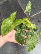 Syngonium Mojito/Mottled, Ophalen of Verzenden