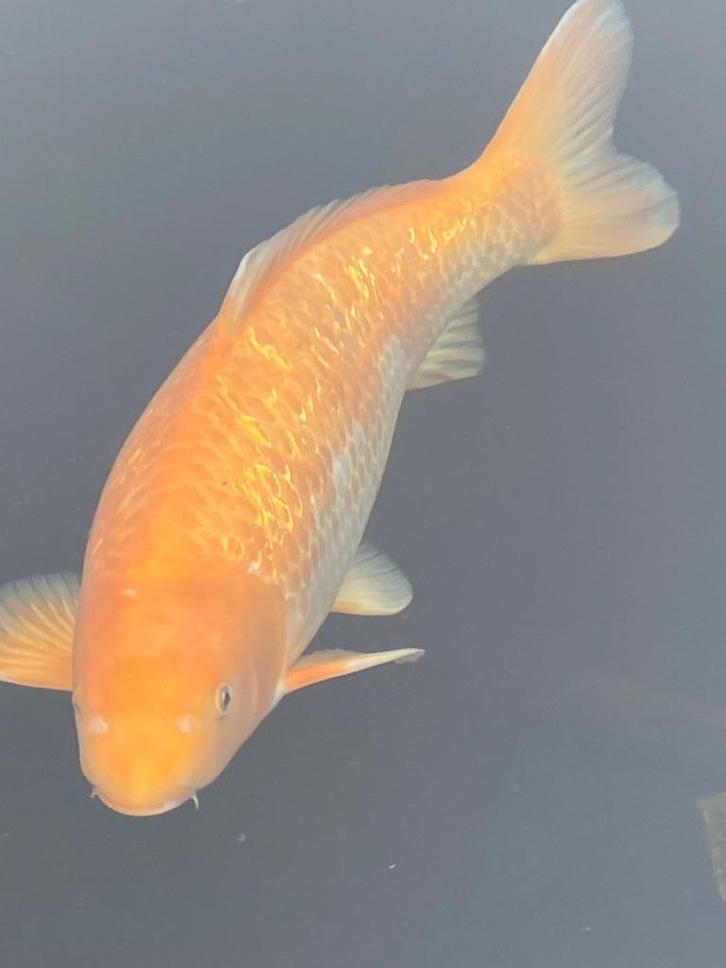 Diverse Japanse koi 40-65cm. Leegverkoop!, Dieren en Toebehoren, Vissen | Vijvervissen, Karper of Koi