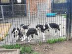 deense doggen pups, Dieren en Toebehoren, Honden | Bulldogs, Pinschers en Molossers, België, Fokker | Hobbymatig, Overige rassen