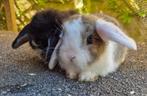 NHD Koppeltje, Dieren en Toebehoren, Konijnen, Meerdere dieren, Dwerg, Hangoor, 0 tot 2 jaar