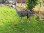 Grijze merrie 2jaar, Dieren en Toebehoren, Mei