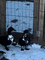 Trio zwart/wit eenden, Dieren en Toebehoren, Eend