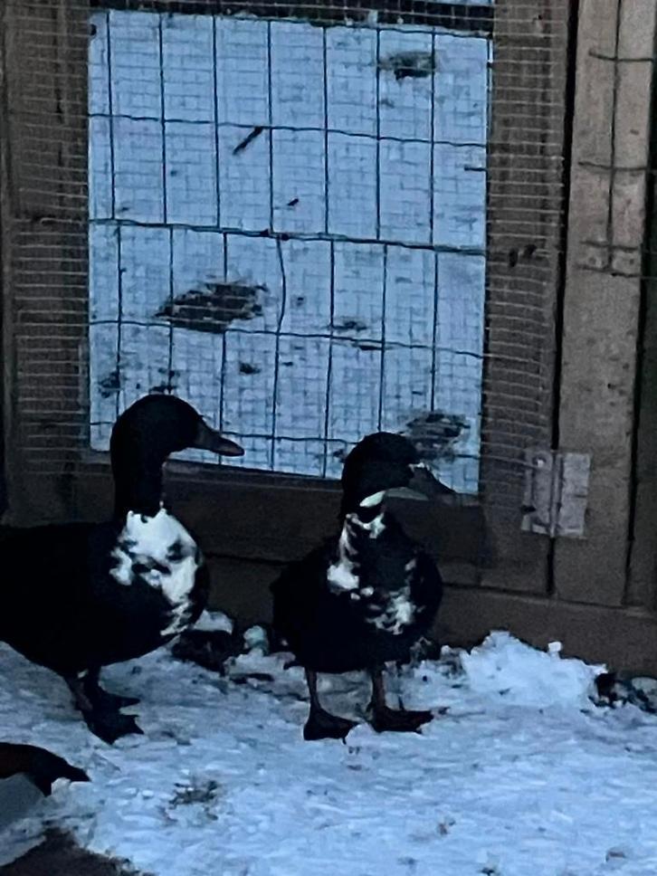 Trio zwart/wit eenden, Dieren en Toebehoren, Pluimvee, Eend