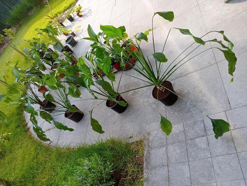 Lepelplant Spathiphyllum, Huis en Inrichting, Kamerplanten, Overige soorten, Minder dan 100 cm, Bloeiende kamerplant, In pot, Ophalen