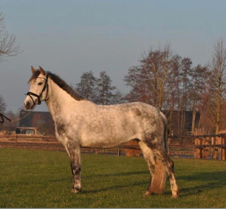 Prachtige dpony, Dieren en Toebehoren, Paarden, Merrie, Zadelmak, Minder dan 160 cm, 7 tot 10 jaar, Recreatiepaard, Gechipt, Ontwormd