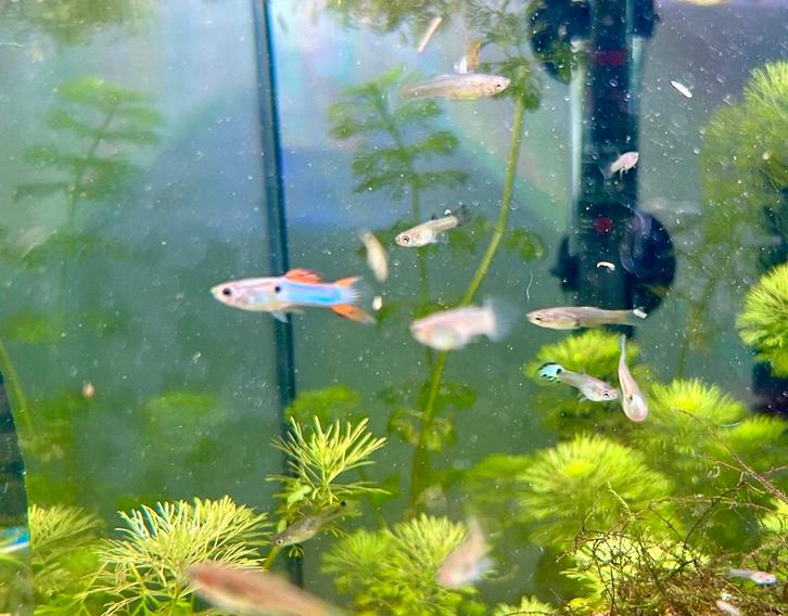 Mooie en gezonde guppies, Dieren en Toebehoren, Vissen | Aquariumvissen, Vis
