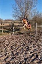 Pony, Hongre, Avec puce électronique, Poney D (1.37 m à 1.48m), Poney de saut