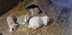 Franse hangoor konijn, Dieren en Toebehoren, Meerdere dieren, Hangoor, 0 tot 2 jaar