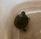 Florida sierschildpad, Dieren en Toebehoren, Reptielen en Amfibieën, Schildpad, Tam, 0 tot 2 jaar