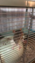 Allemaal ratjes te koop met kooi, Rat, Geslacht onbekend, Tam, Oktober