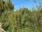 Bamboe, Tuin en Terras, Ophalen of Verzenden