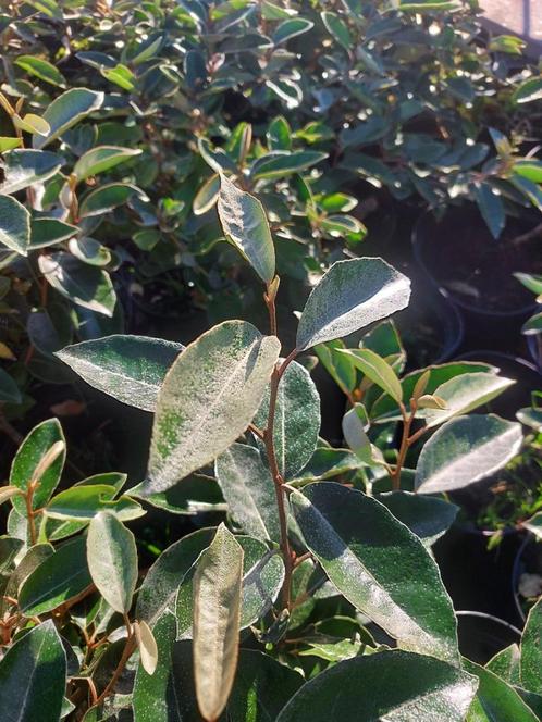 Olijfwilg of Eleagnus ebbingei ( Groenblijvende Haagplant), Tuin en Terras, Planten | Struiken en Hagen, Haag, Overige soorten