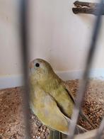 Splendid parkiet cinnamon 25, Dieren en Toebehoren, Parkiet