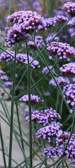 Verbena bonariensis, Jardin & Terrasse, Plantes | Jardin, Plein soleil, Graminées ornementales, Enlèvement, Plante fixe