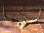 Decoratieve koehoorns, Huis en Inrichting, Ophalen, Gebruikt