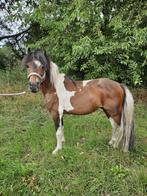 8-jarige pinto dekhengst, Dieren en Toebehoren, Hengst, Gechipt, 7 tot 10 jaar