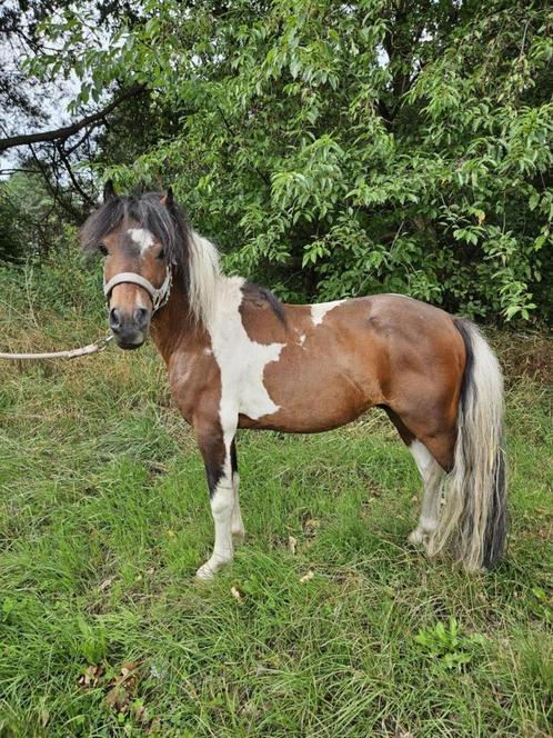 8-jarige pinto dekhengst, Dieren en Toebehoren, Pony's, Hengst, 7 tot 10 jaar, Gechipt, Ontwormd