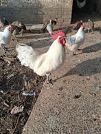 Poulle de Bresse alle leeftijden, Dieren en Toebehoren, Pluimvee