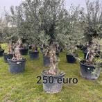 Olijfbomen olea europaea stam 50/60 !, Ophalen