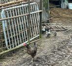 Kip met 7 kuikens, Dieren en Toebehoren, Ophalen