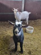 Dwerggeiten bokjes, Dieren en Toebehoren, Schapen, Geiten en Varkens, Mannelijk, Geit, 0 tot 2 jaar