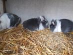 Mini Leeuwenkopjes konijn, Dieren en Toebehoren, Meerdere dieren, Klein