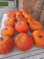 Pompoenen, Diversen, Ophalen