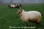 Ruwe Racka schapenvachten, Dieren en Toebehoren, Schapen, Geiten en Varkens, Meerdere dieren, Schaap, 3 tot 5 jaar