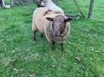 Schapenbok, Dieren en Toebehoren, Mannelijk, Schaap, 0 tot 2 jaar