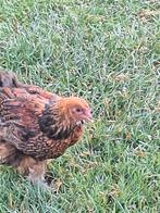 Brahma haantje, Dieren en Toebehoren, Pluimvee