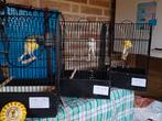 Zuiderse Frise kanarie, Dieren en Toebehoren, Vogels | Kanaries