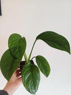 Monstera Pinnatipartita, Autres espèces, En pot, Enlèvement ou Envoi, Moins de 100 cm