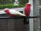 rose kaketoe, Dieren en Toebehoren, Geringd