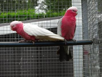 rose kaketoe beschikbaar voor biedingen