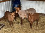 Ardense voskop, Dieren en Toebehoren, Schapen, Geiten en Varkens, Meerdere dieren, Schaap, 0 tot 2 jaar