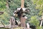 REUZENPANDA'S, Verzamelen, Postkaarten | Dieren, Verzenden, Ongelopen, Wild dier