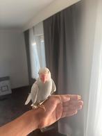 Halsbandparkiet blauw pallid, Dieren en Toebehoren, Mannelijk, Papegaai, Geringd