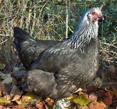 Marans, Dieren en Toebehoren, Pluimvee, Kip, Vrouwelijk