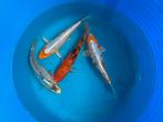 Koi 20-25cm, Dieren en Toebehoren, Vissen | Vijvervissen, Karper of Koi